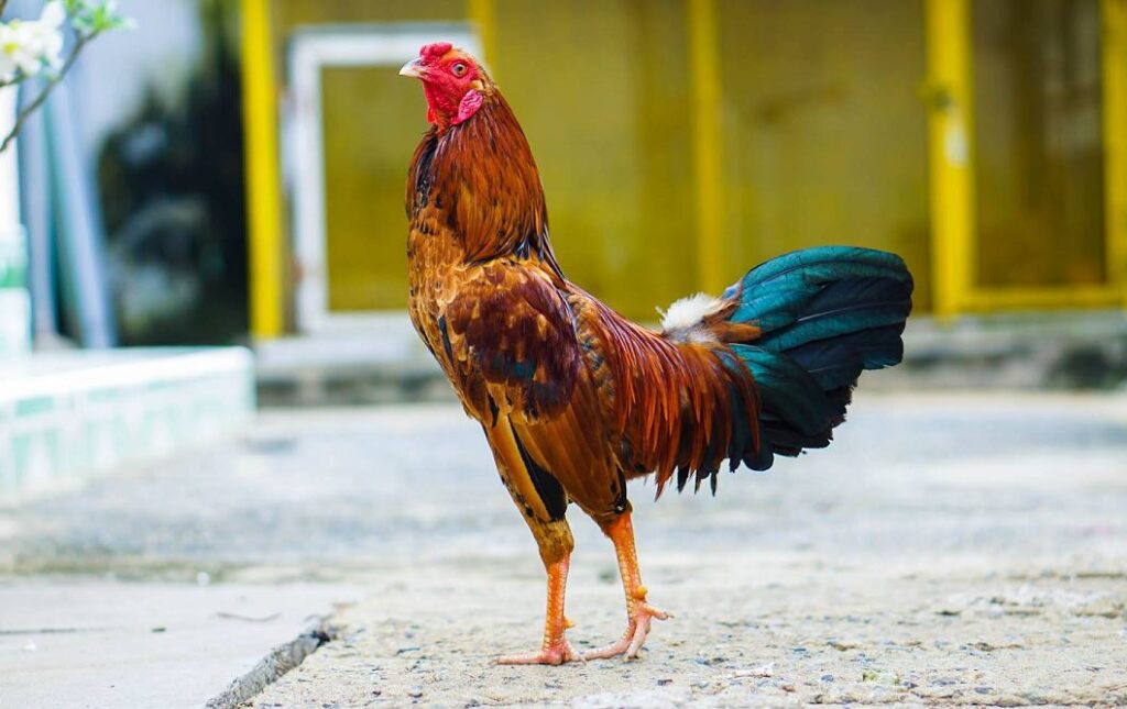 Giai đoạn 3: Tăng cơ